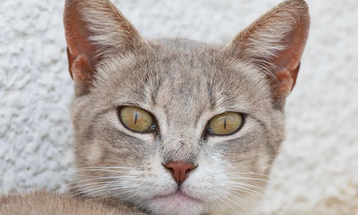 A grey cat looking at the camera