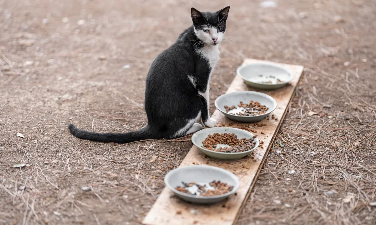 A black and white cat sitting next to food bowls on the street