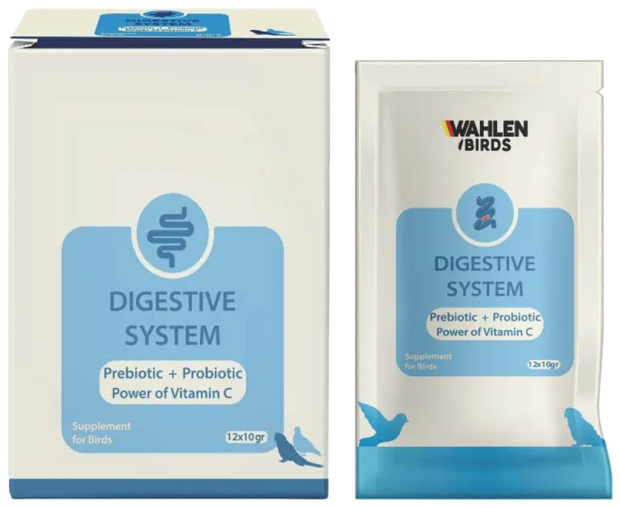 Wahlen Birds Digestive System