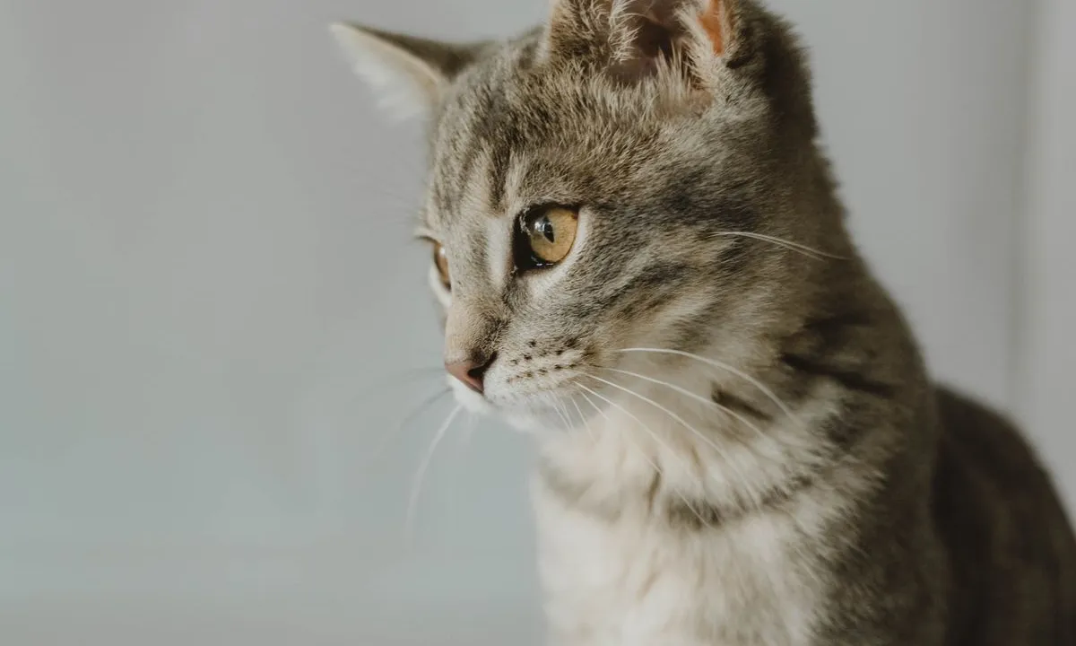 A tabby kitten sitting down
